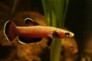 Betta channoides  Snakehead Fighter (ANG)