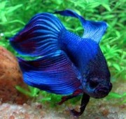 Betta splendens crownmoo... Fighter