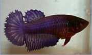 Betta splendens halfsun Fighter