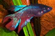 Betta splendens Fighter