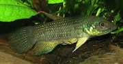 Betta trifasciata Fighter