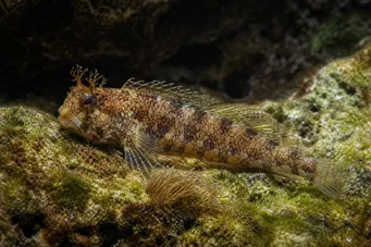 Blennius gattorugine