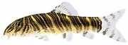 Botia striata Loche Strieret
