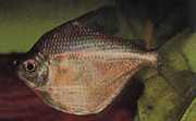Brachychalcinus orbicularis Characin Disc