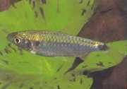 Brycinus brevis Lille Brycinus