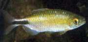 Brycinus longipinnis Characin med lange finner