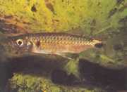 Brycinus macrolepidotus Tetra med ægte skalaer