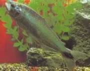 Brycon cephalus Sydamerikansk ørred