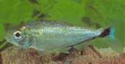 Brycon melanopterus Brycon med sorte finner