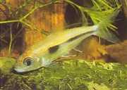 Bryconaethiops boulengeri Tetra udråbstegn