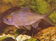Bryconaethiops microstoma Lille mundtetrament