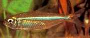 Bryconops affinis Koniske bryconops