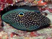 Calloplesiops altivelis Komet