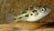 Carinotetraodon travanco... Dværg Tetraodon