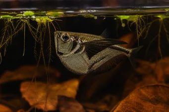 Carnegiella marthae