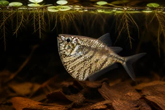 Carnegiella strigata strigata (Marmoreret)