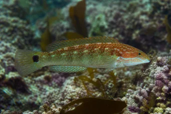 Centrolabus melops (Almindelig crenilabre)