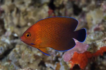 Centropyge ferrugatus (Rust Dwarf Angel)