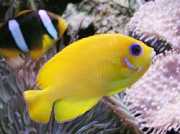 Centropyge flavissimus Gul