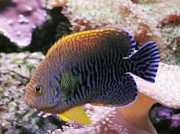 Centropyge potteri Røde havengel