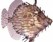 Chaetoderma penicilligera Udsmykket