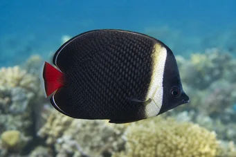 Chaetodon collare