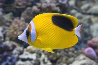 Chaetodon ephippium Sort plet papillon fisk