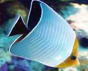 Chaetodon larvatus Maskerede papillonfisk