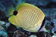 Chaetodon miliaris Citron shortbread