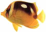 Chaetodon quadrimaculatus Fire pletter