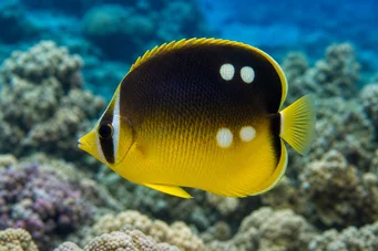 Chaetodon quadrimaculatus (Fire pletter)