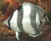 Chaetodon striatus Zebra eller krydset