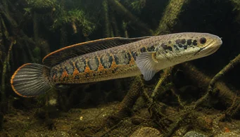 Channa micropeltes (Slangehoved)