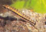 Characidium brevirostre Kort -nose characidium