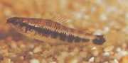 Characidium fasciatum Characidium fascineret