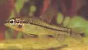 Characidium rachovii Rachov Tetra-Pleier