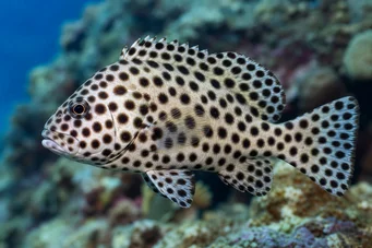Chromileptis altivelis Grace Kelly Grouper