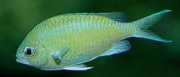 Chromis caerulea Grøn krom