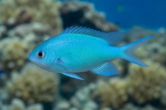 Chromis caerulea (Grøn krom)