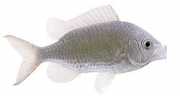 Chromis chromis Castagnole