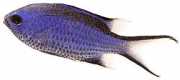 Chromis cyanea Blå ung dame