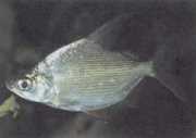 Citharinus citharus Høj ryg lort