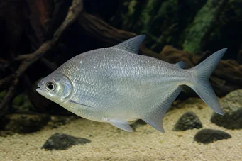Citharinus citharus (Høj ryg lort)