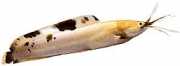 Clarias batrachus Singat Frog