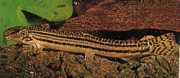 Cobitis taenia River Loche