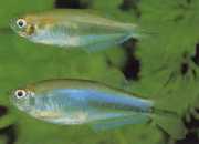 Coelurichthys microlepis Tetra Crutor med små skalaer, barberos