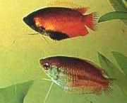 Colisa chuna Chuna -pakker