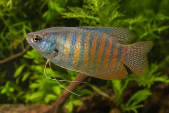 Colisa fasciata Giant -pakke