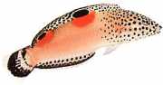 Coris aygula Orange pletter Girelle