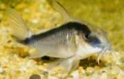 Corydoras arcuatus Buede corydoras